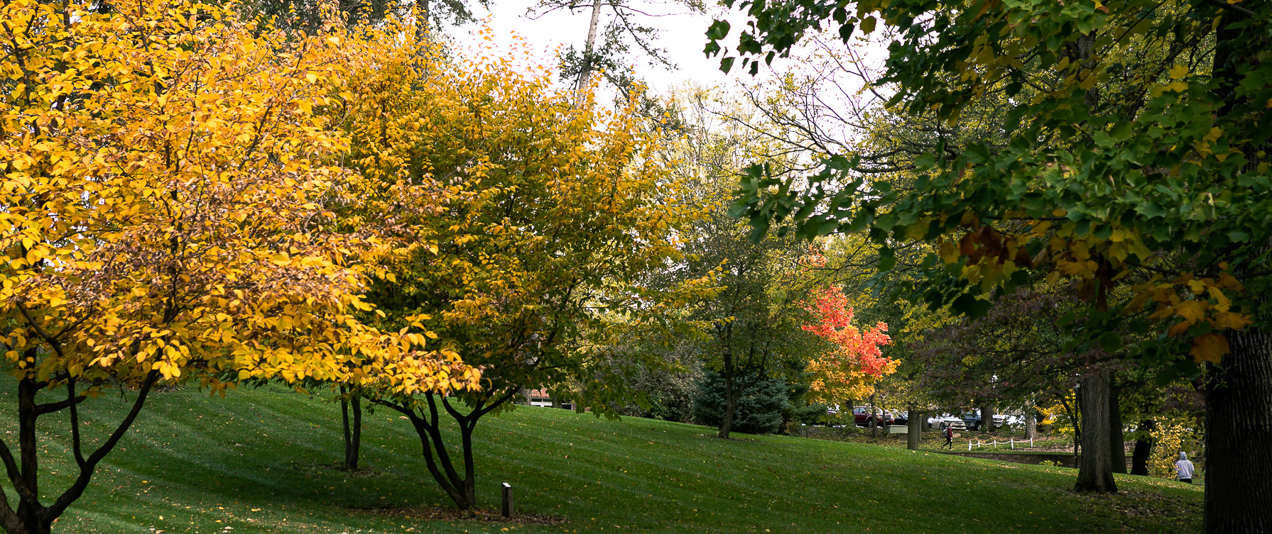 Trees on Doane Crete Campus