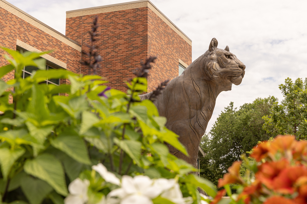 brass sculpture of tiger on doane campus