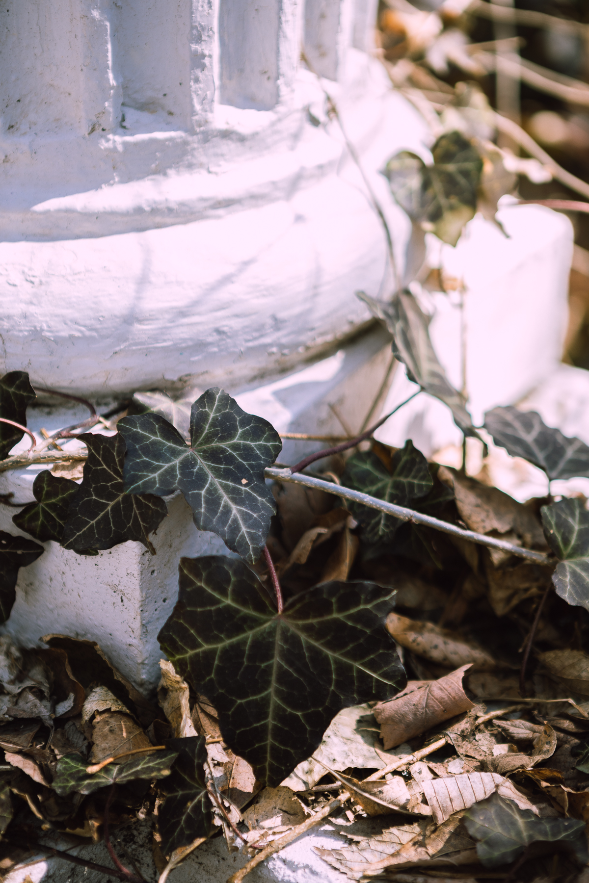 An image showing the base of a white-painted column. There are two parts to the base, one angular and rectangular, and on top, a rounded form. From the base rises the fluted column, covered in dark green vines and shriveled fallen leaves.