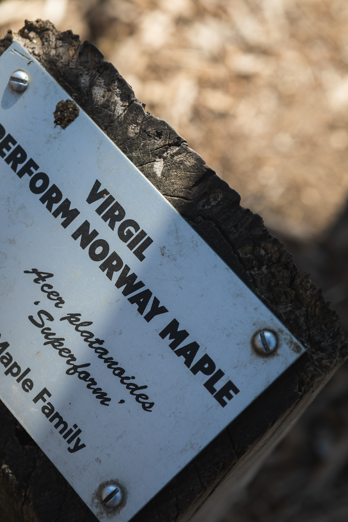 A small sign, partially shadowed by a tree trunk, reads "Virgil Superform Norway Maple." Wait, "Virgil" isn't the name of a a tree, right?