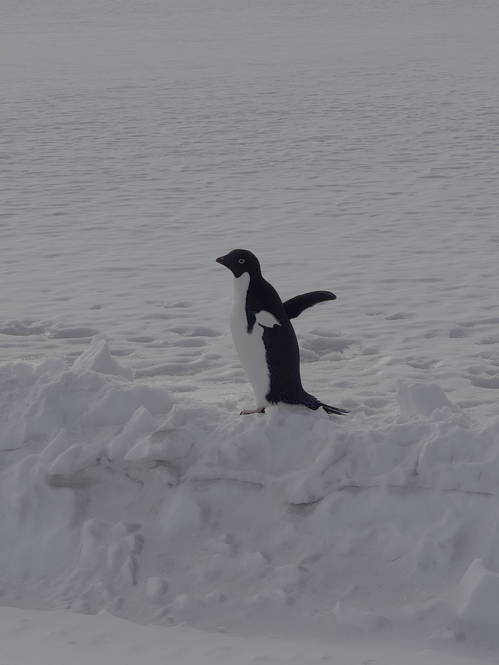 Adélie penguin