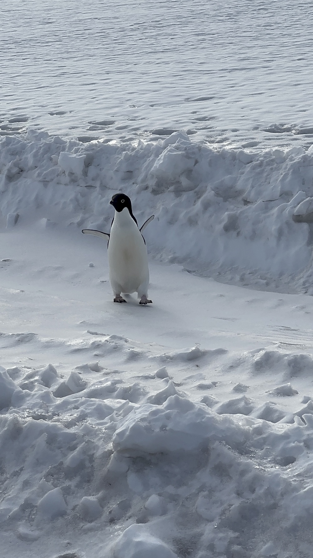 penguin at McMurdo Station