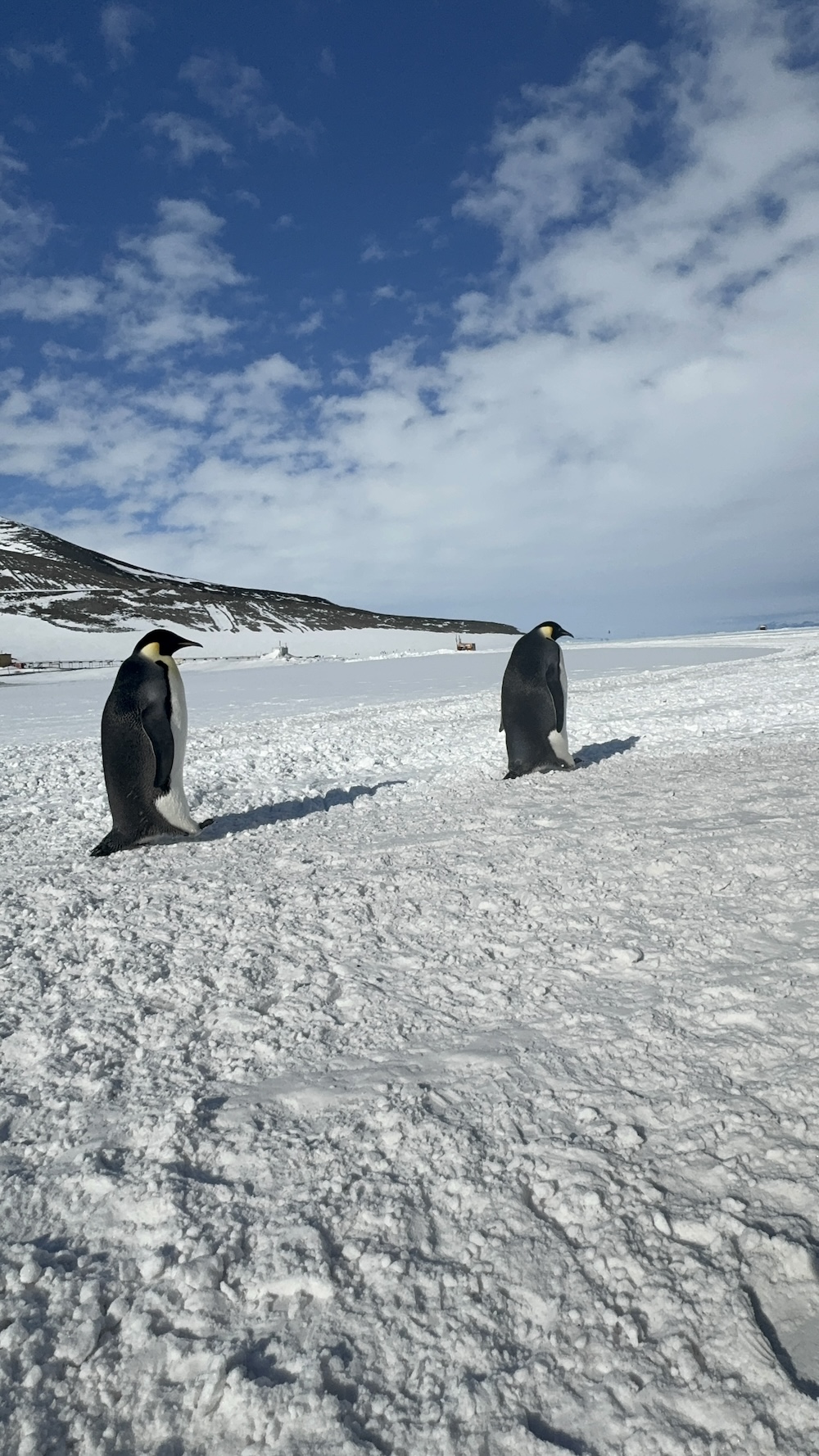 penguins at McMurdo Station
