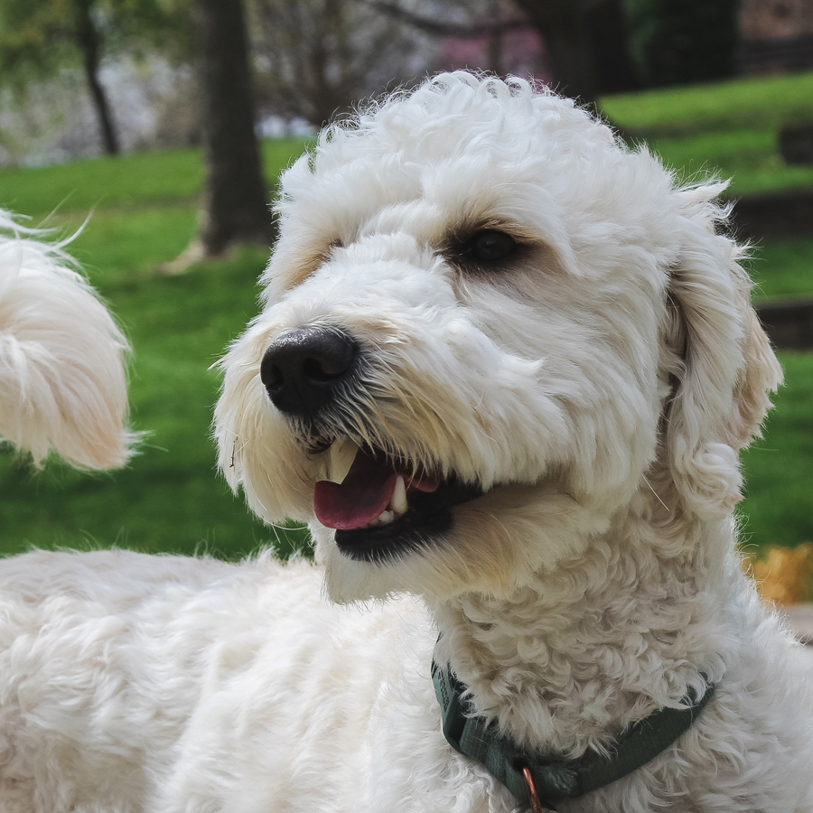 Georgie the goldendoodle smiles for a photo in Cassel Theatre on Doane's Crete campus. The pup has short, curly blonde hair, dark brown eyes and a happy pink tongue.