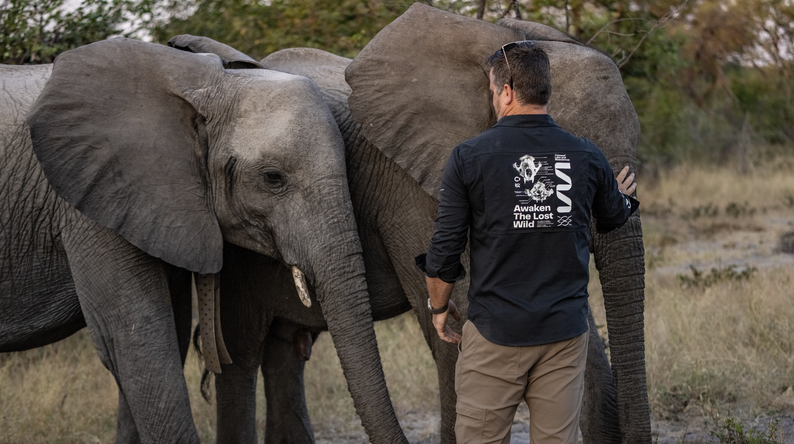 Matt James with Elephant Herd
