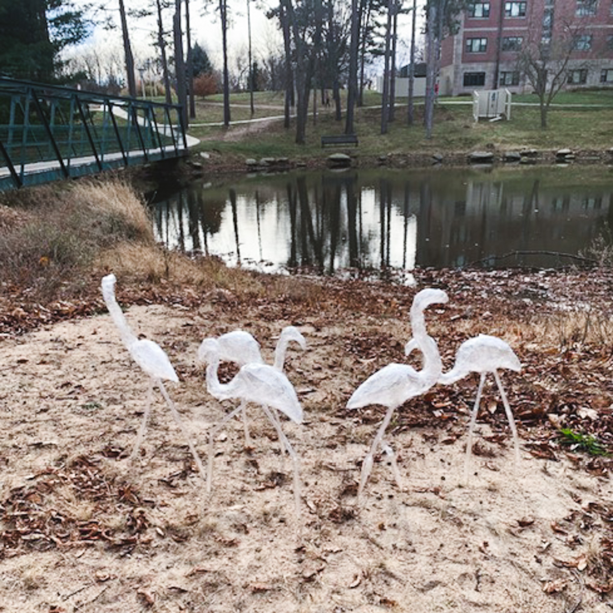 A flock of packing tape flamingos, created by Lizzy Sand, on the shores of Doane Lake.