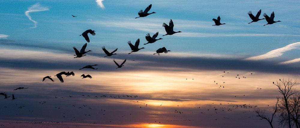 Geese flying with sunset